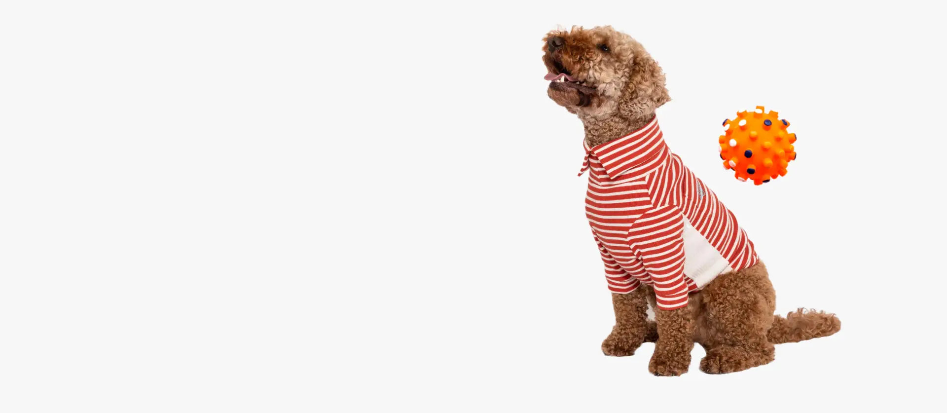 Dog wearing a red and white striped shirt with a toy virus figure on a white background