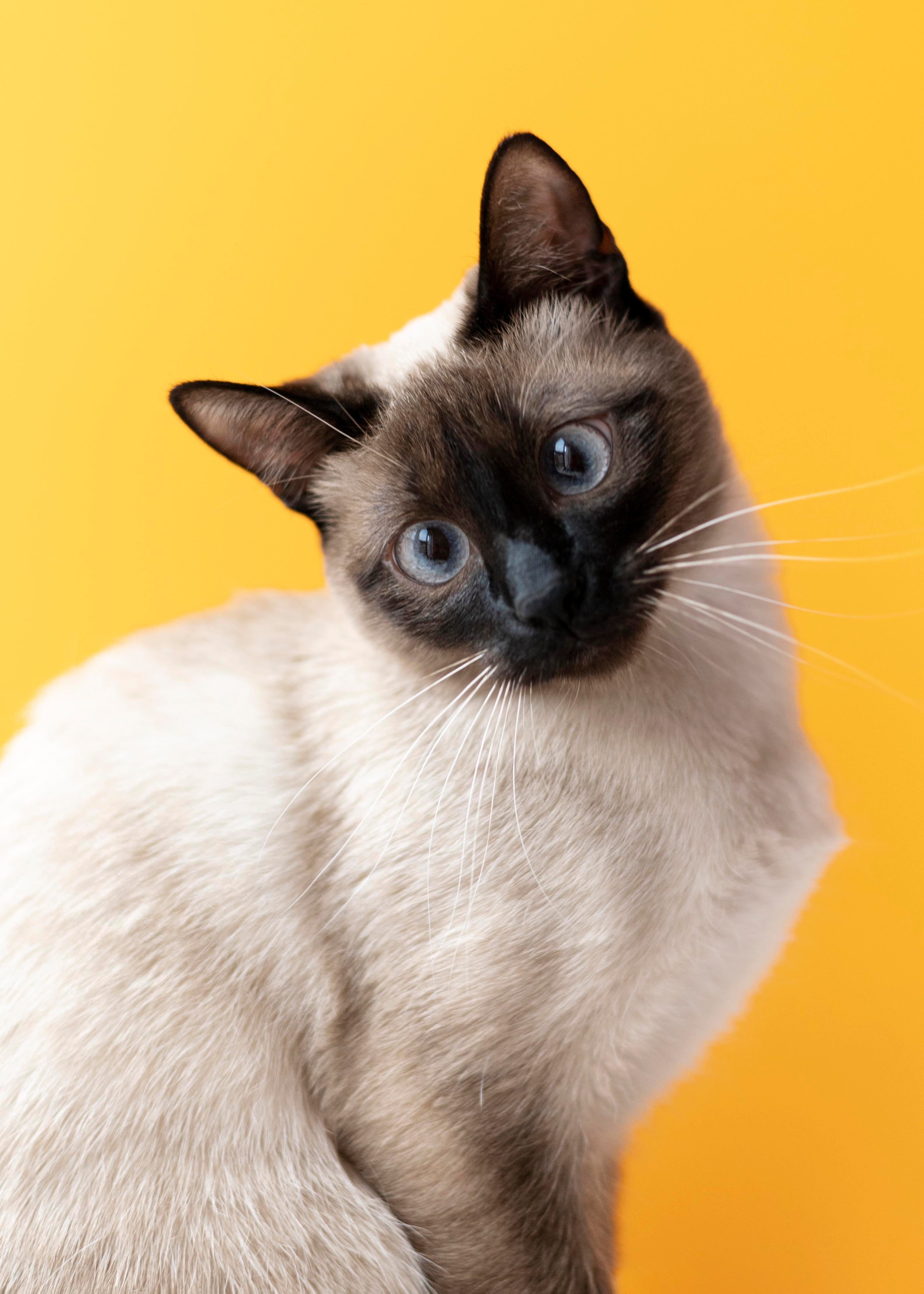Cats