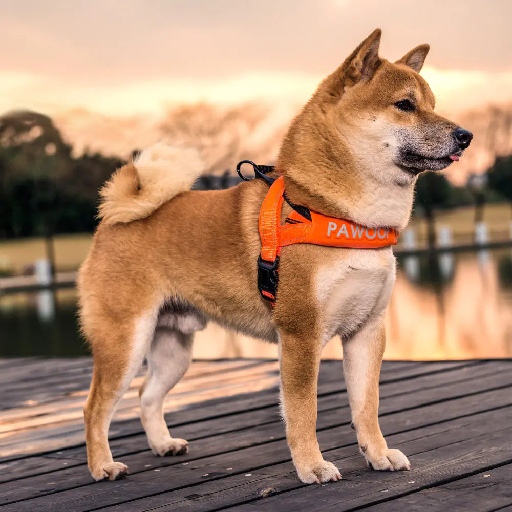 Comfort Walk Dog Harness for Large Breeds
