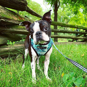 Dog Harness Mesh Breathable Padded Chest Small Medium Size - petcareville