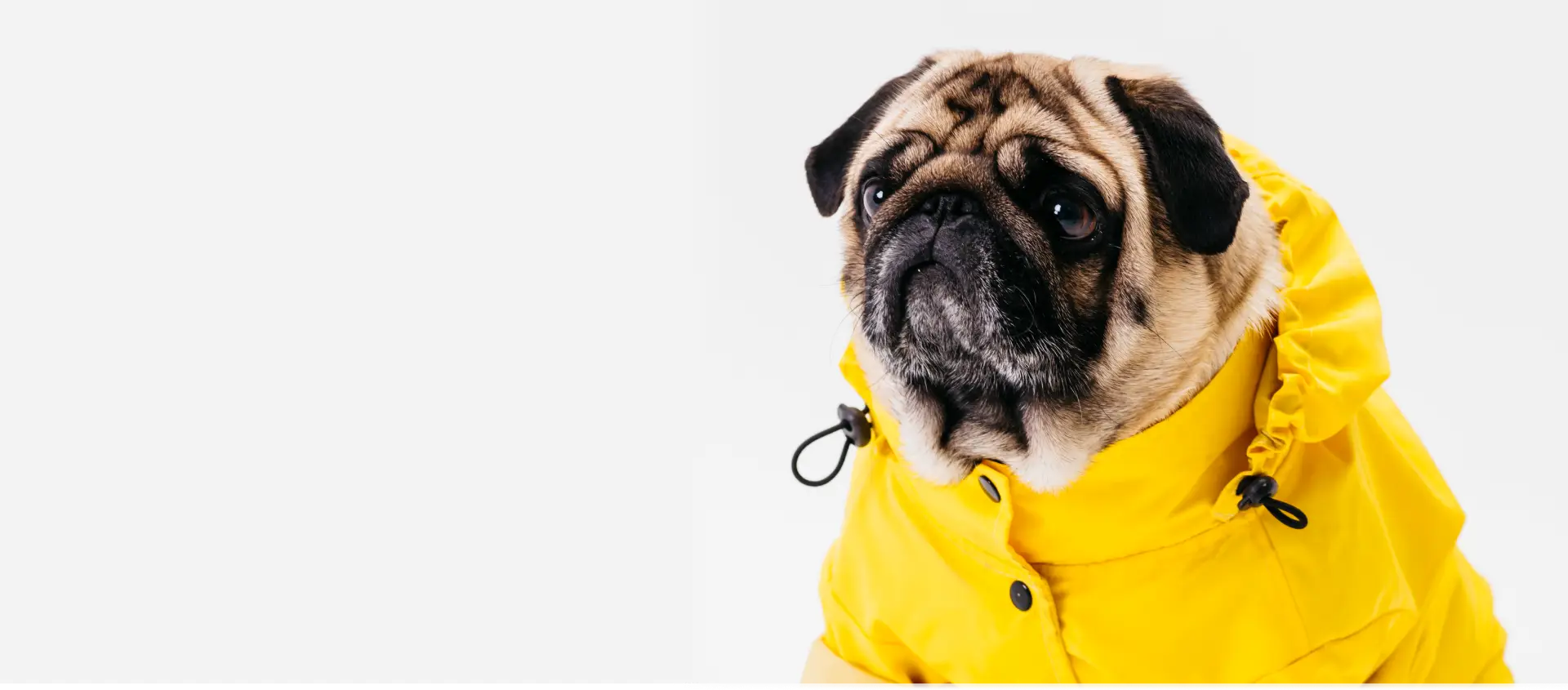 Pug dog wearing a yellow raincoat on a white background
