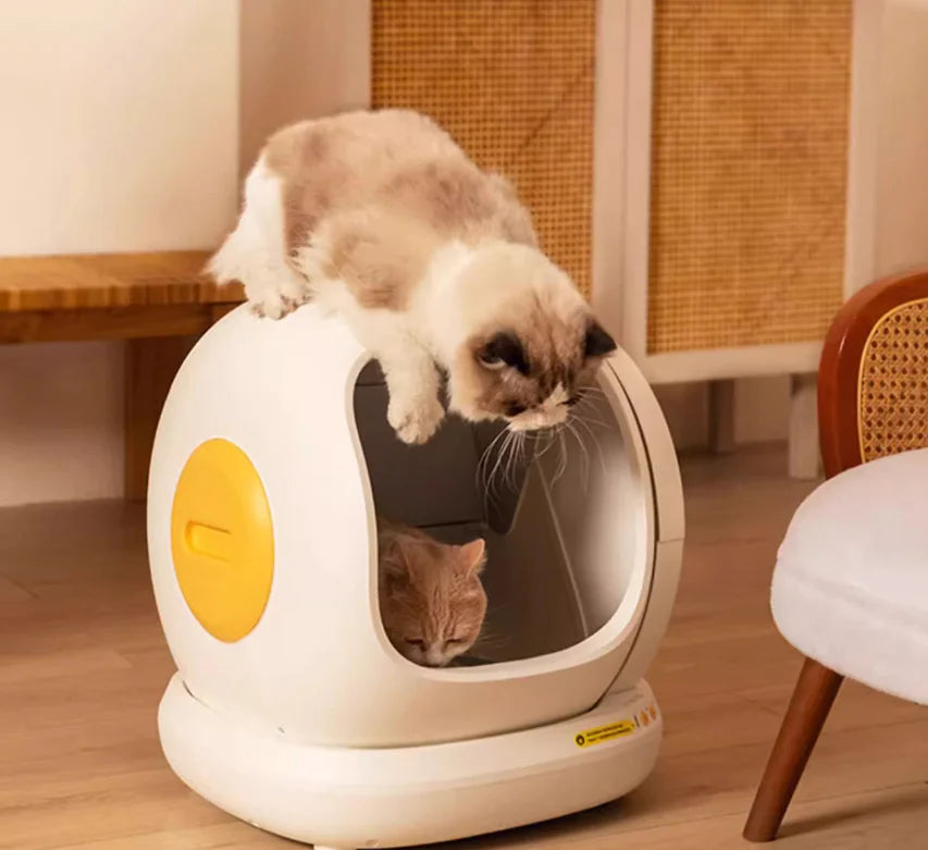 Two cats interacting with a modern pet bed in a home setting