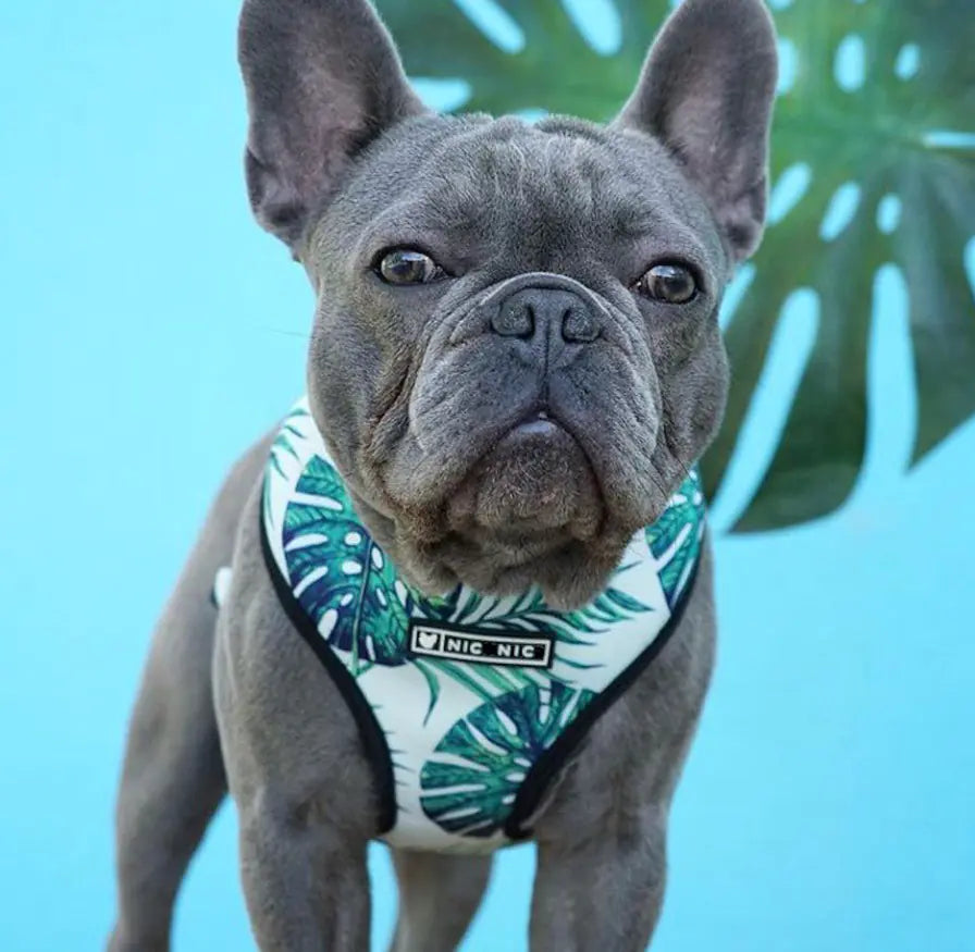 Airflow Mesh Harness for Small Dogs